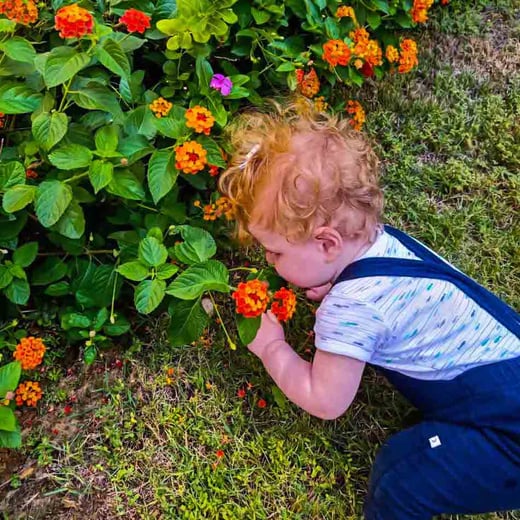 girl exploring orange flowers